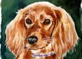 dog portrait