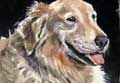 dog portrait